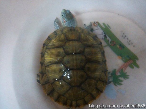这是什么品种乌龟_好搜问答