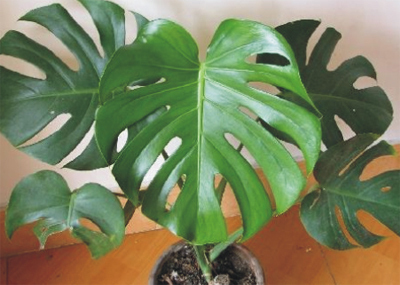 请问,我家的龟板竹(植物)会滴水,这水有毒吗?_