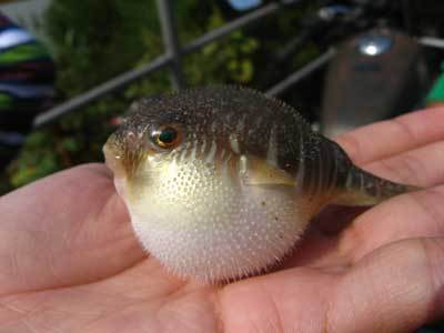 鱼一拿上来就变球了那是什么鱼_360问答