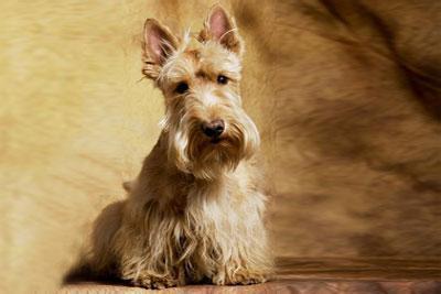 家养小型犬养什么好_360问答