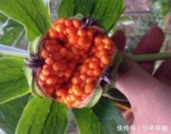 农村一种植物开花像水果，500一斤，为什么农民却不敢种植？