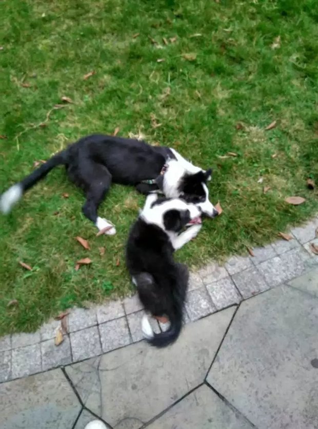 帮忙看看这只边牧怎么样?_360问答