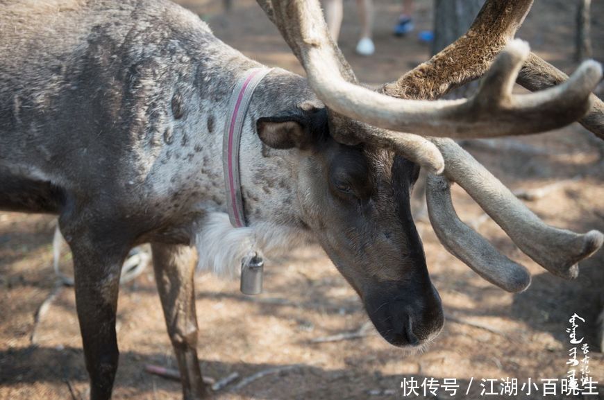 中国面积最大的城市,相当于2.6个韩国,比老挝和