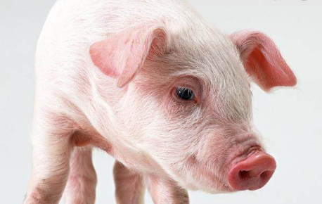 1971年属猪人运势分析,你家里有吗?了解一下