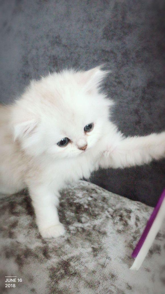 看到狗市附近的猫咪表情包大过图片qq,想买一只农村,路过猫妈在图片