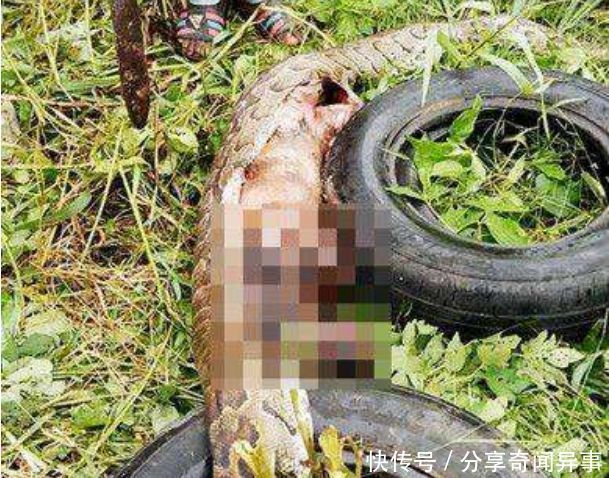 蟒蛇怀孕不久意外死亡,村民好奇剖开肚子,查明死因让大家愤怒