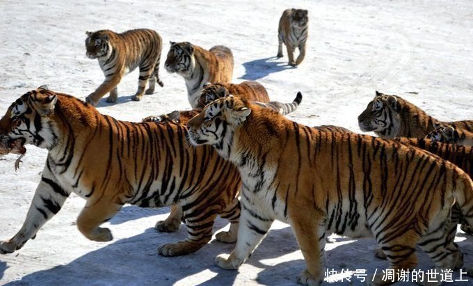 为什么老虎不是群居动物?一山真的难容二虎?