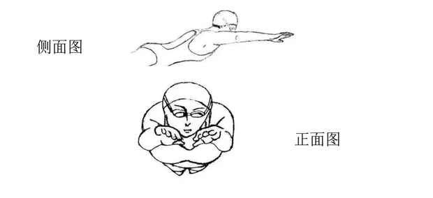 蛙泳动作要领图解及换气技巧