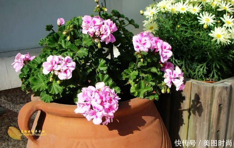 有个“露台花园”折腾,真好!此景此情,喝茶,看书 太惬意啦!