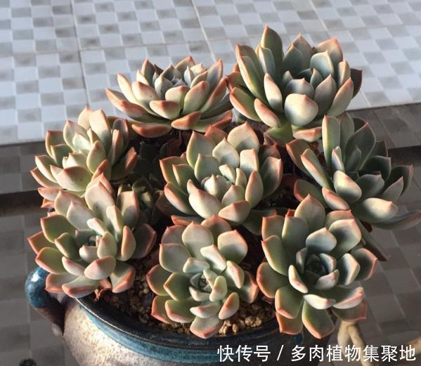 多肉植物集聚地