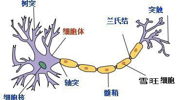 典型神经元之结构