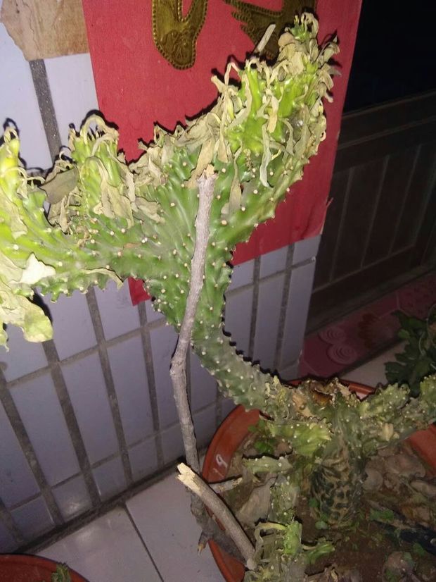 有懂玉麒麟的朋友帮忙看一下,下面有点烂了,是