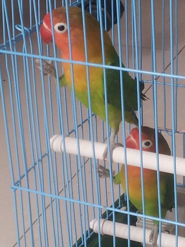 请帮看看红牡丹鹦鹉多大?能怀孕吗?红牡丹鹦鹉不吃蔬菜和水果怎么办?_360问答