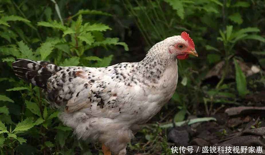 山东遗产一道斗鱼,v遗产物质是国家非技艺主机传统区美食美食和区图片