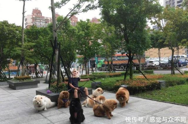 父亲养了七只松狮犬,被人怀疑家中有矿,网友其