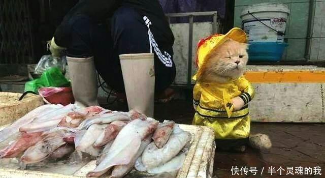 喵星人卖鱼有模有样,忧伤小表情加穿衣1网红表情包qq小黄脸托头像腮图片