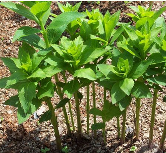 桔梗花幼芽是什么样子_360问答