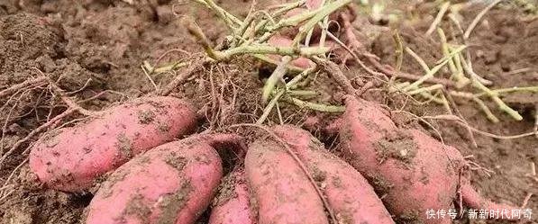 农村种植的红薯,什么时间挖出来最好