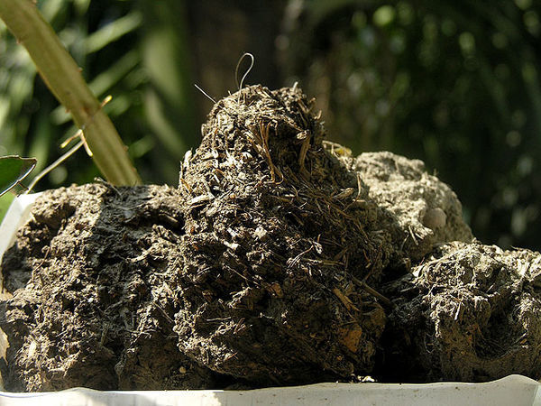 种花用的腐叶土可以用干叶子加土加水腐烂吗?