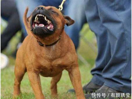 为什么咬主人的狗一定不能养? 它根本没把你当