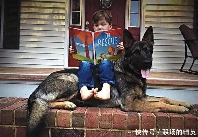 大狼狗，德国牧羊犬，你不得不了解的5个真相!