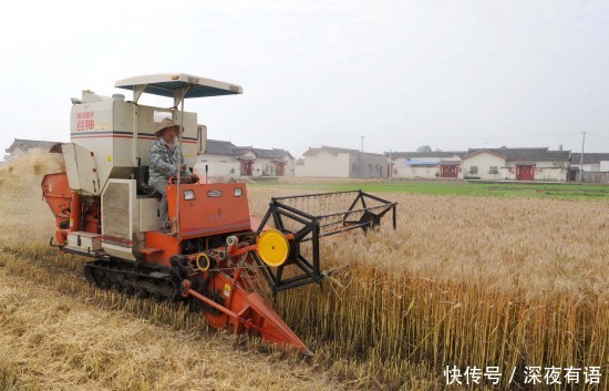 农民公路上晒粮酿成惨祸, 现场拍卖万斤小麦做医药费! 粮多不怕赔