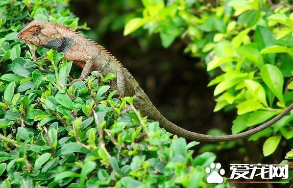 如何养蜥蜴 饲养蜥蜴时的四大注意事项_360问