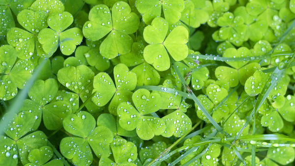 求大神提供一个碎屏 深绿色 护眼的电脑壁纸 在