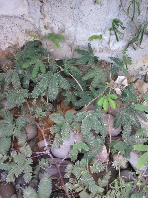 请问这是什么草,一摸它就缩起来了?_360