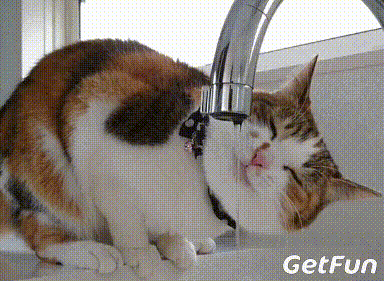 有猫的人很幸福,谁养谁知道