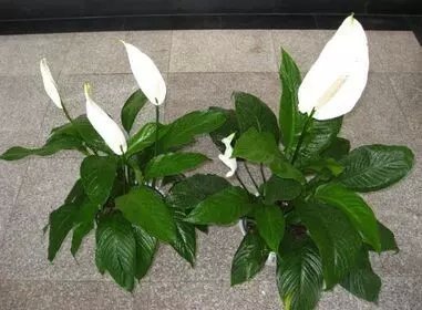 在卧室里养花是橡皮树好呢还是一帆风顺好_3