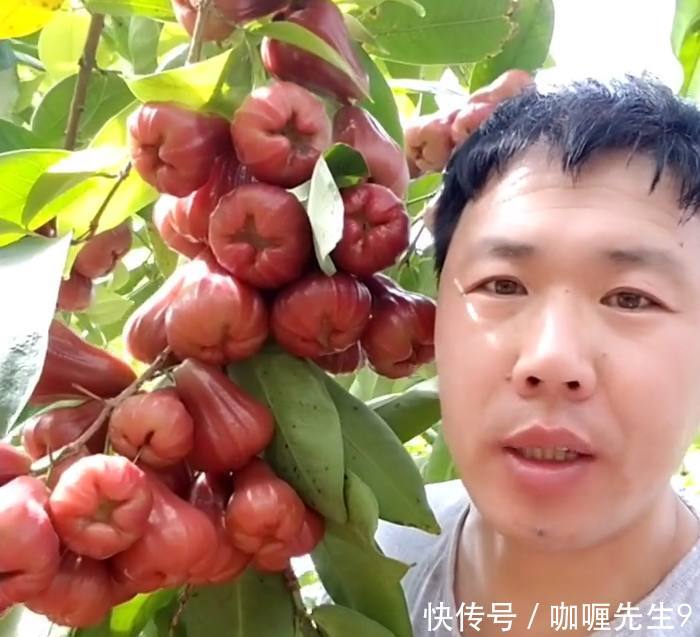 农民种植来自马来西亚的“它”一斤卖十元,一年可赚几十万!