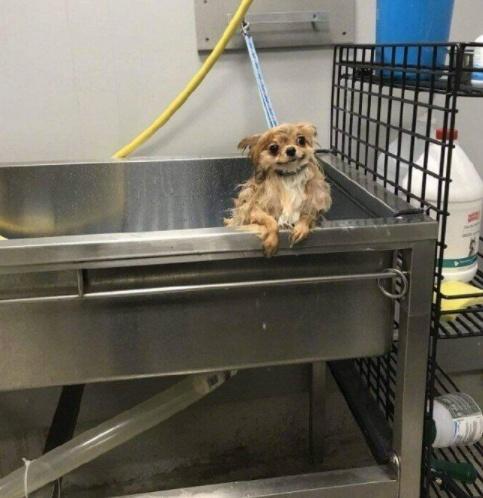 护士辞职信怎么写