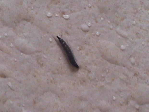 梦境的隐喻,解析梦见拉出虫子的深层含义 梦境的隐喻,解析梦见拉出虫子的深层含义