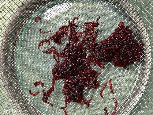 红虫怎么养才能不死?试试这种茶叶饲养法