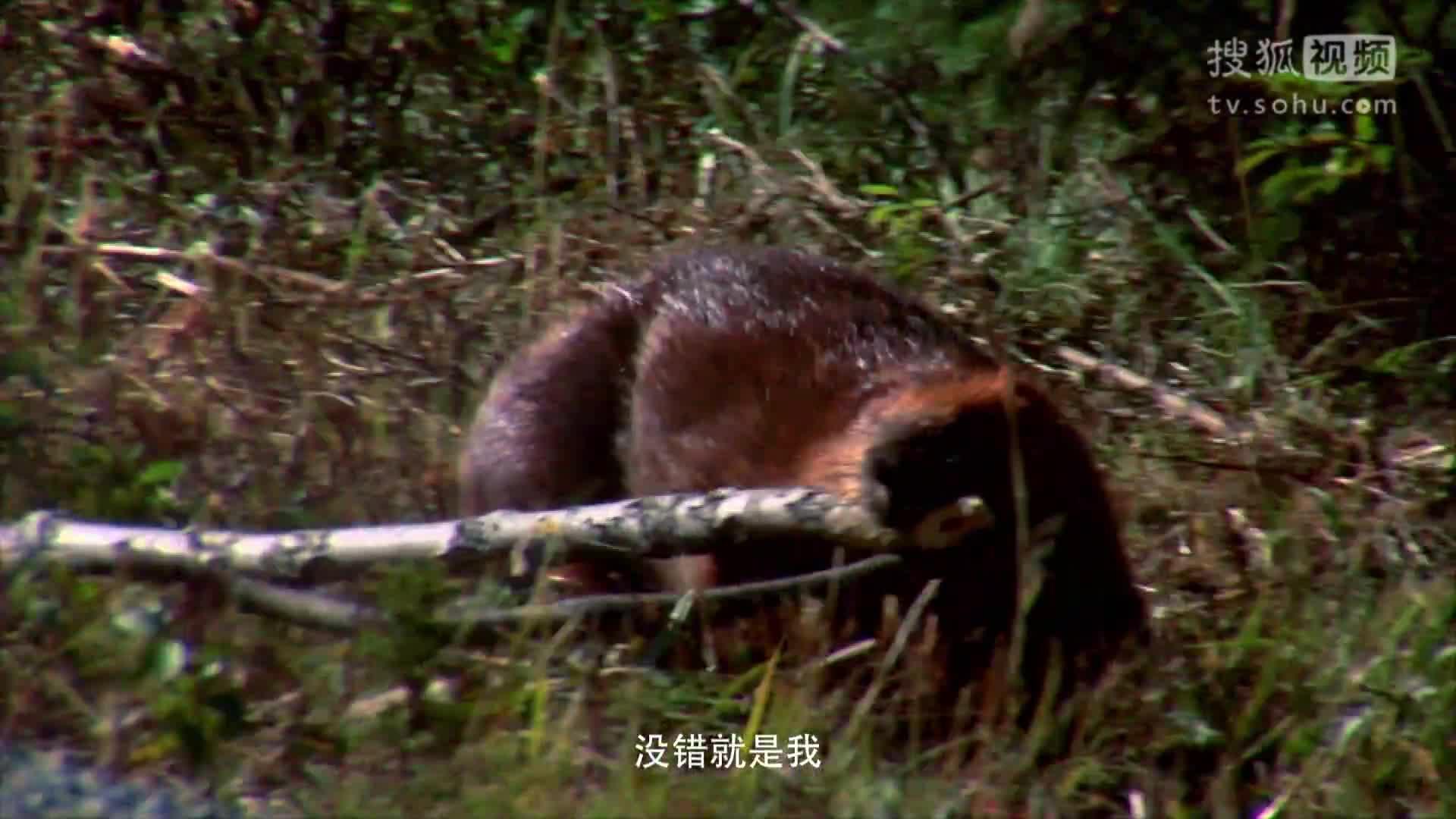 野生动物宝宝