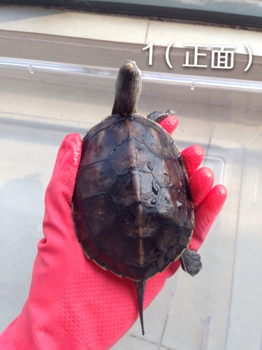 向行家请教珍珠龟的年龄和性别。 三只,请教1