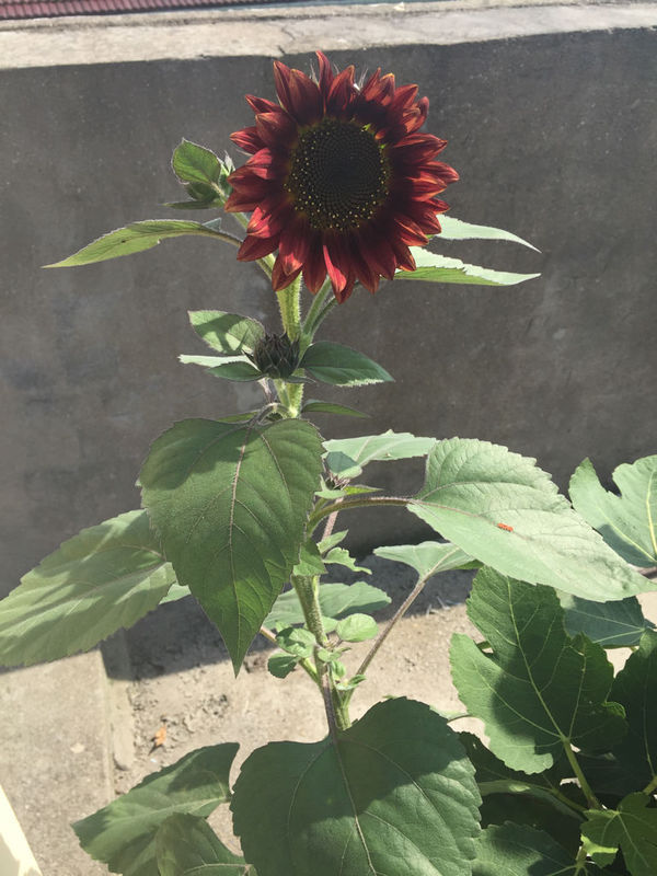 这是什么品种的向日葵 颜色好奇怪_360问答