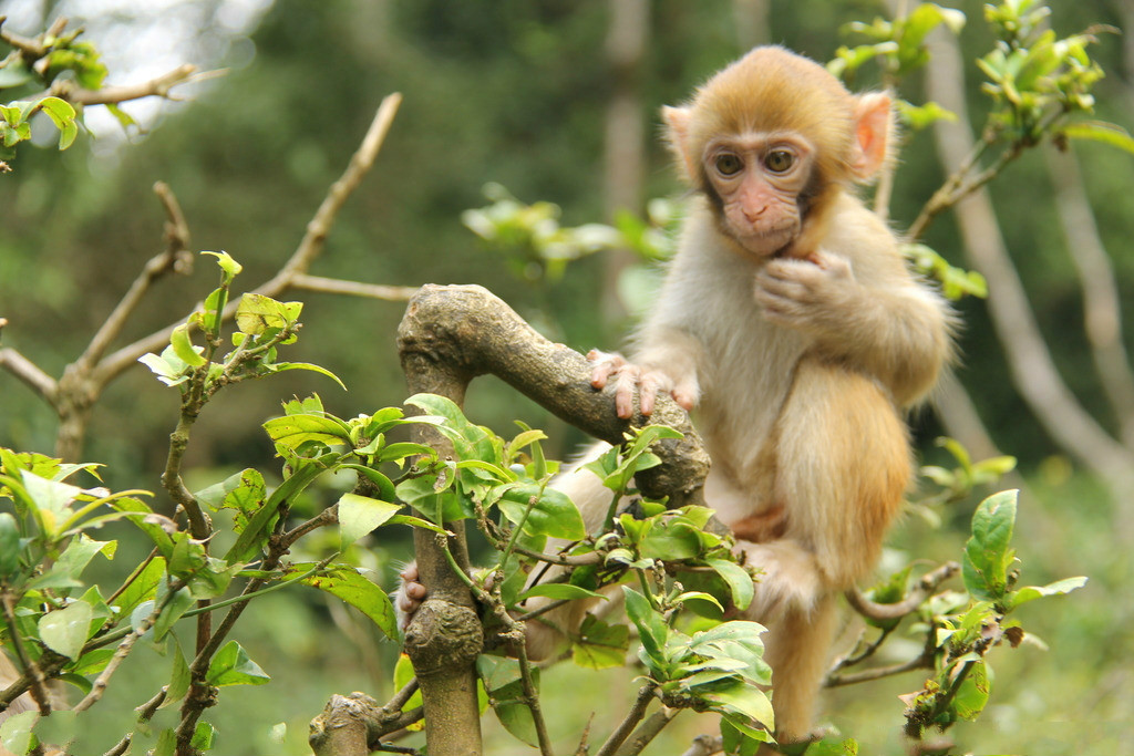 属蛇人的婚姻和属猴合适吗 t01bcdd28725419aa56.jpg?size=1024x683