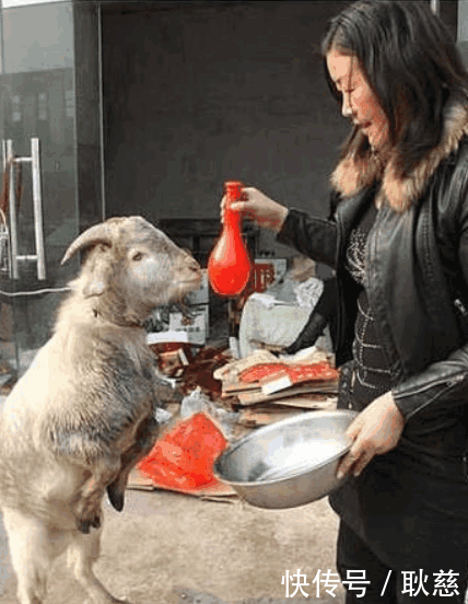 女子强行给山羊喂酒肉, 醉酒后的山羊做出的举动让女子愣住了