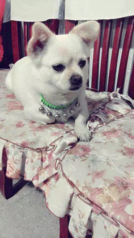 我家狗狗生宝宝三天了,小狗一吃奶的时候,大狗