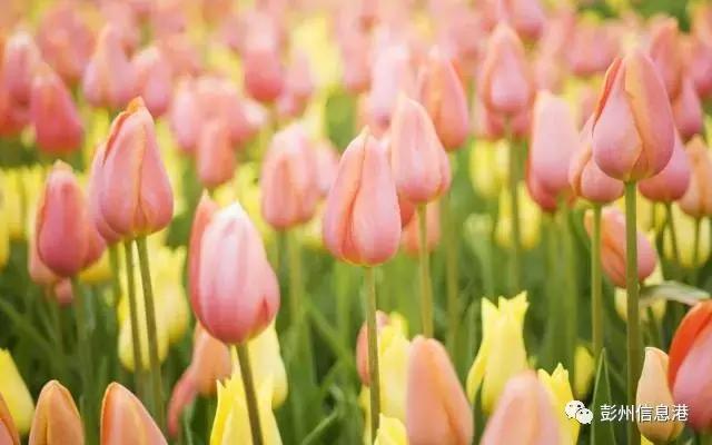 兰陵美酒郁金香下一句是啥 t01bd4e5b72247e2364.jpg?size=640x400