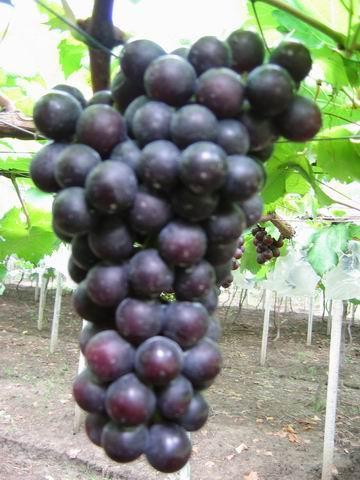 夏黑葡萄_360百科