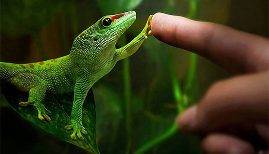 壁虎看到人 t01bd71fab78214013b.jpg?size=543x310