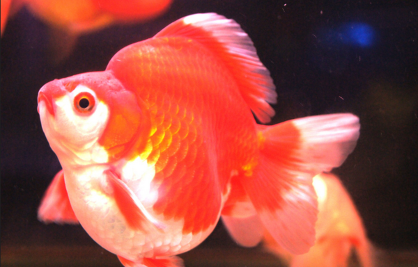 大肚子的金鱼叫什么名子_360问答