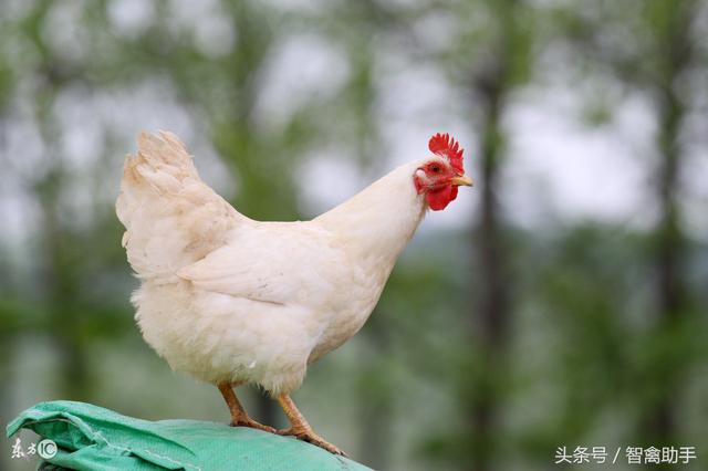 五种中草药在鸡病防治中的应用;养鸡常用中草药
