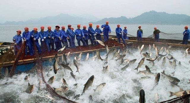 越南干了什么巴沙鱼卖给中国吧,中国我们不要