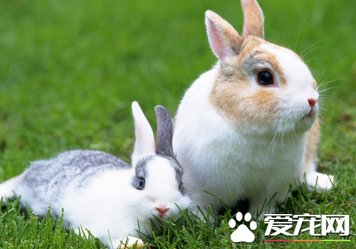 养宠物兔子注意事项 饲养兔子的环境要干燥_3