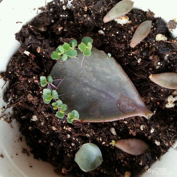 多肉不是都是叶子根部发呀发根的吗? 这玉吊钟