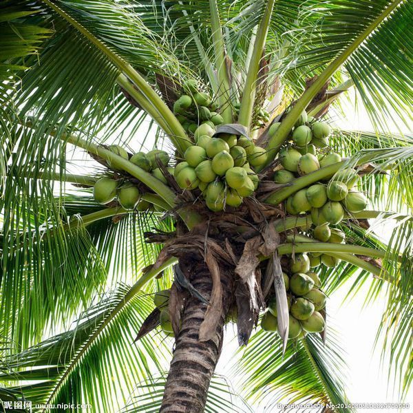 椰子的原产地是哪里?_360问答